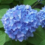 Hydrangea-72---Collective-Harmony