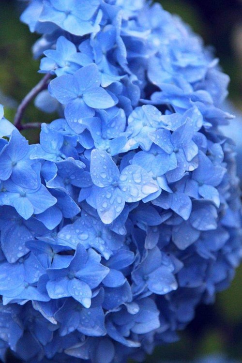 Hydrangea-73---Collective-Harmony.jpg