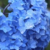 Hydrangea-73---Collective-Harmony