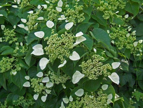 Hydrangea-76---Collective-Harmony.jpg