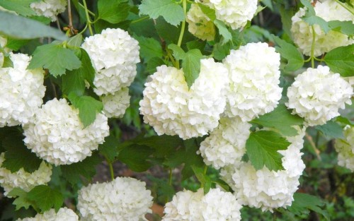 Hydrangea-8---Collective-Harmony.jpg