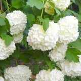 Hydrangea-8---Collective-Harmony