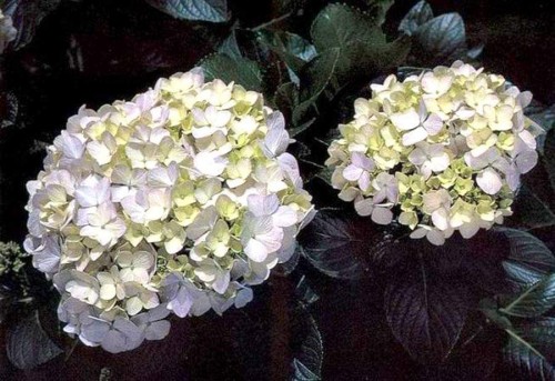 Hydrangea-80---Collective-Harmony.jpg