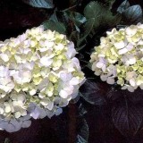 Hydrangea-80---Collective-Harmony