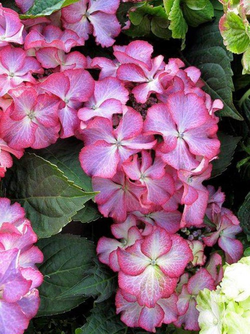 Hydrangea-81---Collective-Harmony.jpg