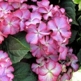 Hydrangea-81---Collective-Harmony