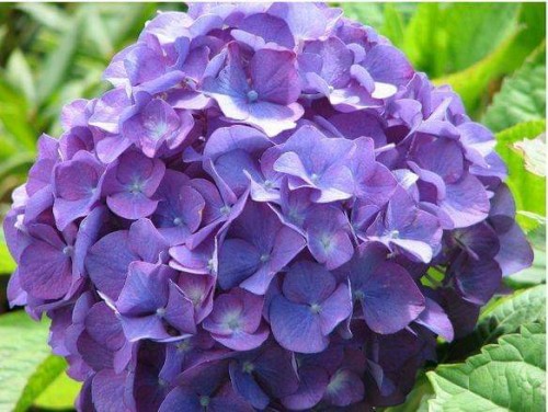 Hydrangea-82---Collective-Harmony.jpg