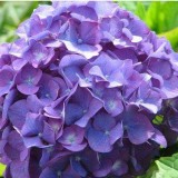 Hydrangea-82---Collective-Harmony