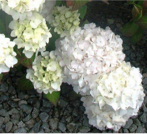 Hydrangea-83---Collective-Harmony.jpg