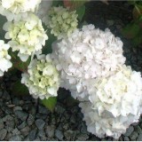 Hydrangea-83---Collective-Harmony