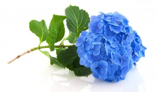 Hydrangea-85---Collective-Harmony.jpg