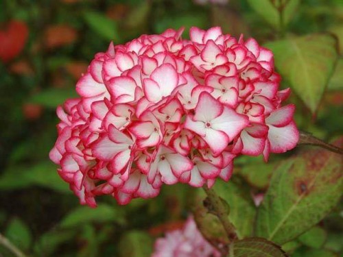 Hydrangea-87---Collective-Harmony.jpg