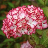 Hydrangea-87---Collective-Harmony