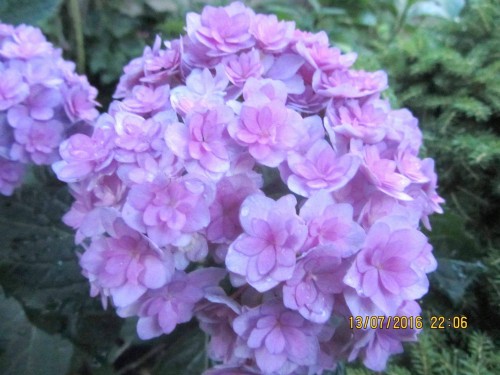 Hydrangea-88---Collective-Harmony.jpg