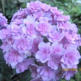 Hydrangea-88---Collective-Harmony