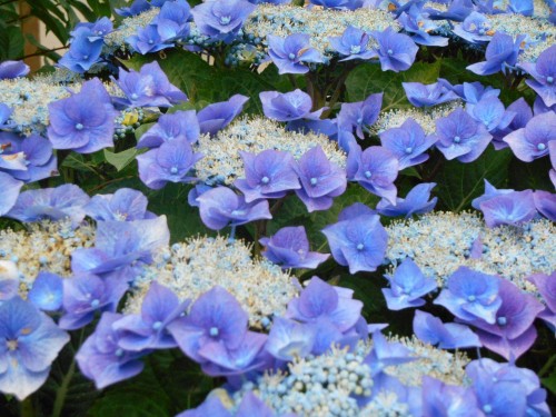 Hydrangea-89---Collective-Harmony.jpg