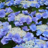 Hydrangea-89---Collective-Harmony