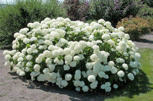 Hydrangea-9---Collective-Harmony.jpg