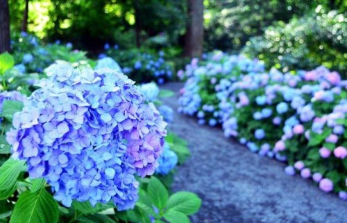 Hydrangea-90---Collective-Harmony.jpg