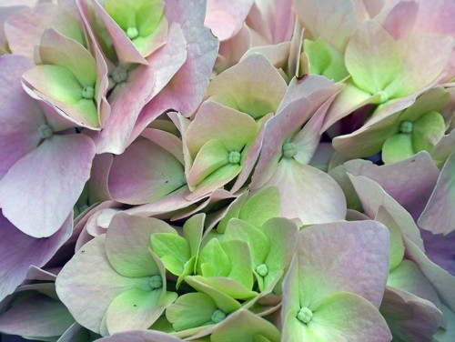 Hydrangea-91---Collective-Harmony.jpg