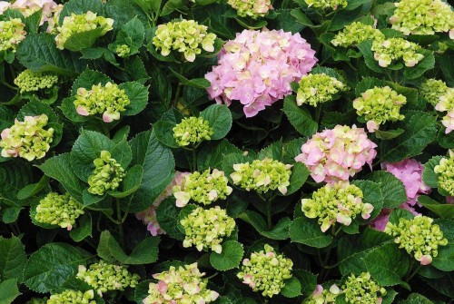 Hydrangea-92---Collective-Harmony.jpg