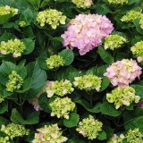 Hydrangea-92---Collective-Harmony