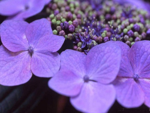 Hydrangea-94---Collective-Harmony.jpg