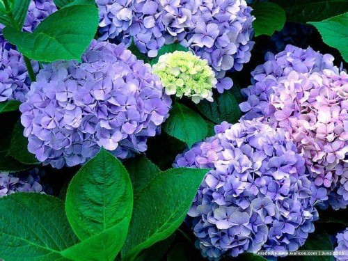 Hydrangea-95---Collective-Harmony.jpg