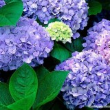 Hydrangea-95---Collective-Harmony