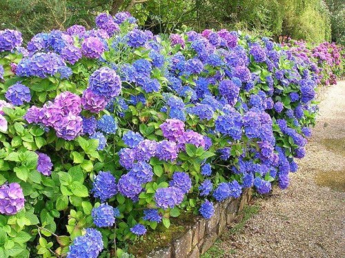 Hydrangea-97---Collective-Harmony.jpg