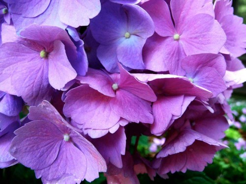 Hydrangea-98---Collective-Harmony.jpg