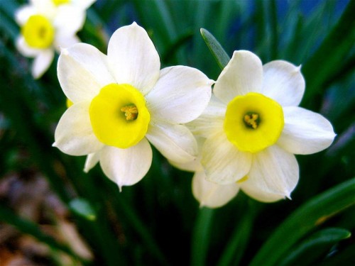 Narcissus-Beauty-Aspiring-for-the-Supramental-Realisation-2.jpg