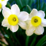 Narcissus-Beauty-Aspiring-for-the-Supramental-Realisation-2