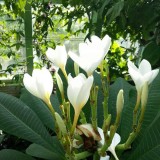 Plumeria---Psychological-Perfection-1