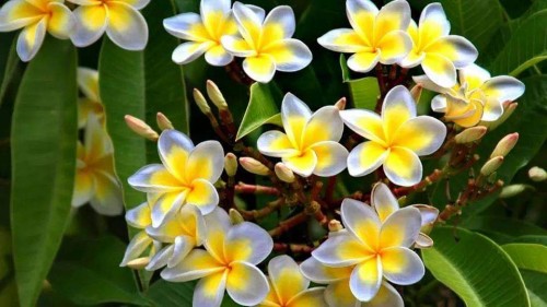 Plumeria---Psychological-Perfection-10.jpg