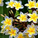 Plumeria---Psychological-Perfection-10