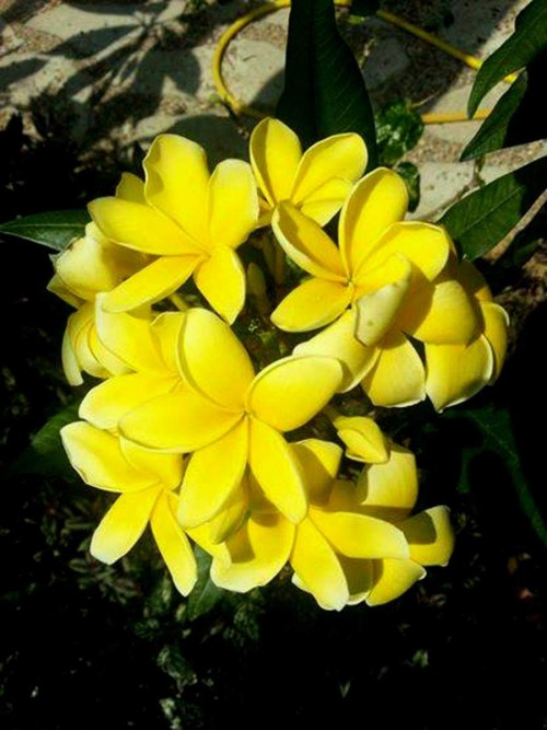 Plumeria---Psychological-Perfection-100.jpg