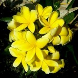 Plumeria---Psychological-Perfection-100