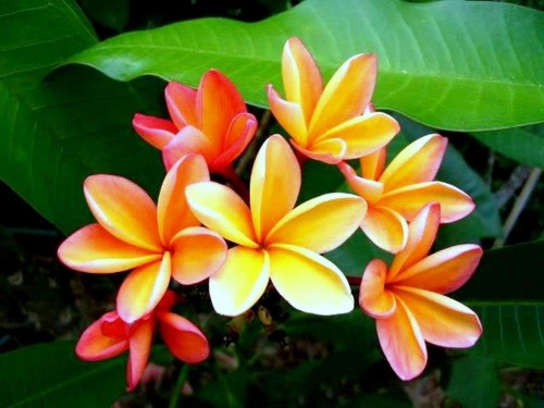 Plumeria---Psychological-Perfection-101.jpg