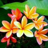 Plumeria---Psychological-Perfection-101