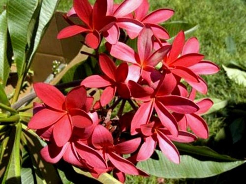 Plumeria---Psychological-Perfection-102.jpg