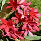 Plumeria---Psychological-Perfection-102