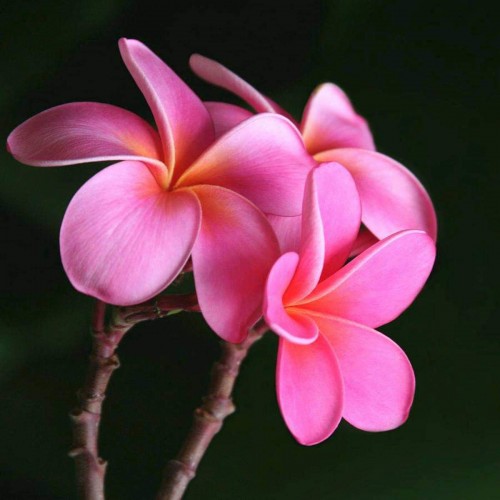 Plumeria---Psychological-Perfection-103.jpg