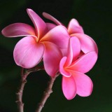 Plumeria---Psychological-Perfection-103