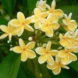 Plumeria---Psychological-Perfection-104