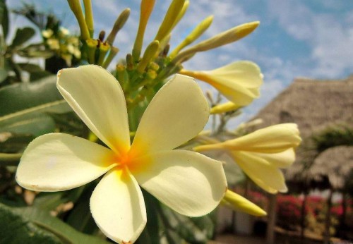 Plumeria---Psychological-Perfection-106.jpg