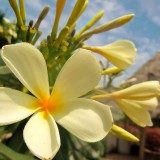 Plumeria---Psychological-Perfection-106