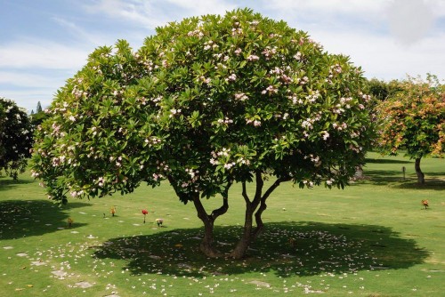 Plumeria---Psychological-Perfection-107.jpg