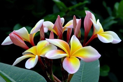 Plumeria---Psychological-Perfection-108.jpg