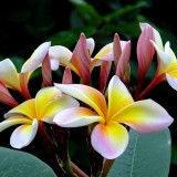 Plumeria---Psychological-Perfection-108